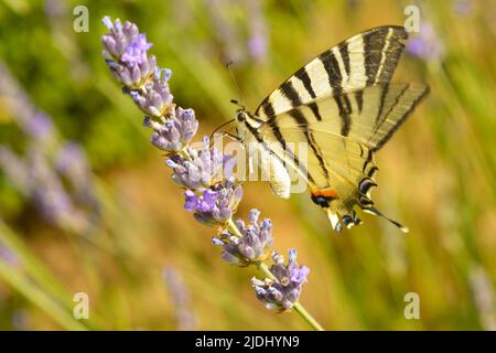 Nahaufnahme eines Schmetterlings mit Schwalbenschwanz, der eine Lavendelblüte bestäubt. Tiger Swallowtail Schmetterling auf blauer Lavendelblüte. Stockfoto