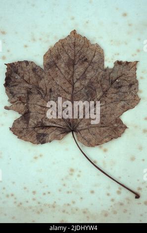 Nahaufnahme eines braunen Herbstblatts von Sycamore oder Great Ahorn oder Acer Pseudoplatanus-Baum mit schwarzen Flecken auf antikem Papier Stockfoto