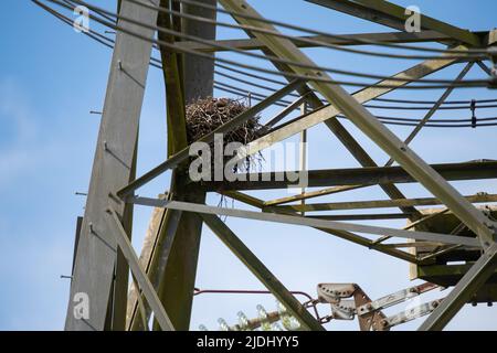 Große Vögel nisten in einem Gittermast im New Forest Hampshire UK. Stockfoto