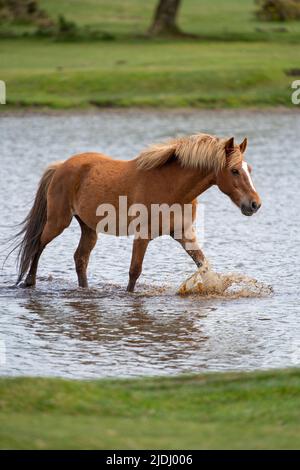 Im Sturtmoor-Teich am Canada Common am Rande des Nationalparks New Forest kühlt ein neuer Waldhengst von der Hitze ab. Stockfoto