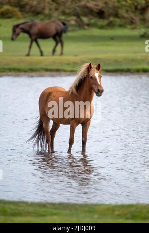 Im Sturtmoor-Teich am Canada Common am Rande des Nationalparks New Forest kühlt ein neuer Waldhengst von der Hitze ab. Stockfoto