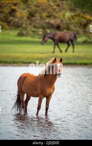 Im Sturtmoor-Teich am Canada Common am Rande des Nationalparks New Forest kühlt ein neuer Waldhengst von der Hitze ab. Stockfoto