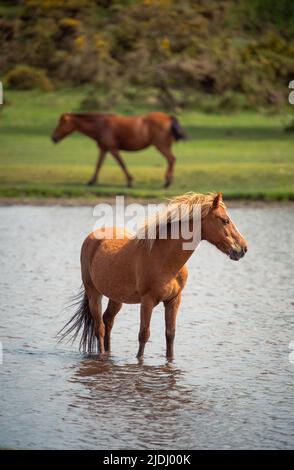 Im Sturtmoor-Teich am Canada Common am Rande des Nationalparks New Forest kühlt ein neuer Waldhengst von der Hitze ab. Stockfoto