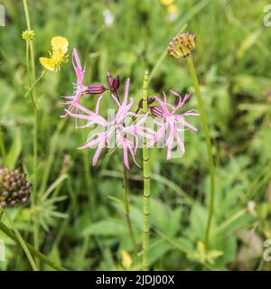 Die rosafarbenen, ausgefransten Blüten von Ragged-Robin, auch bekannt als Lychnis flos-cuculi, sind ein immer seltener Anblick, da unsere wilden Feuchtgebiete verschwinden. Stockfoto