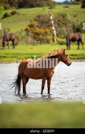 Im Sturtmoor-Teich am Canada Common am Rande des Nationalparks New Forest kühlt ein neuer Waldhengst von der Hitze ab. Stockfoto