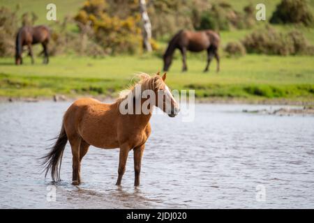 Im Sturtmoor-Teich am Canada Common am Rande des Nationalparks New Forest kühlt ein neuer Waldhengst von der Hitze ab. Stockfoto