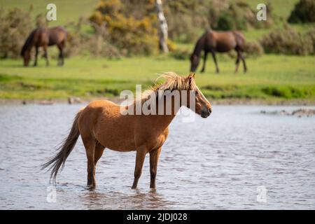 Im Sturtmoor-Teich am Canada Common am Rande des Nationalparks New Forest kühlt ein neuer Waldhengst von der Hitze ab. Stockfoto