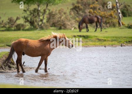 Im Sturtmoor-Teich am Canada Common am Rande des Nationalparks New Forest kühlt ein neuer Waldhengst von der Hitze ab. Stockfoto