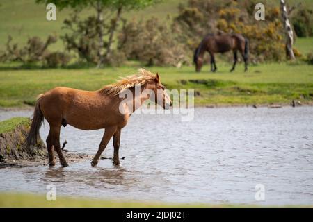 Im Sturtmoor-Teich am Canada Common am Rande des Nationalparks New Forest kühlt ein neuer Waldhengst von der Hitze ab. Stockfoto