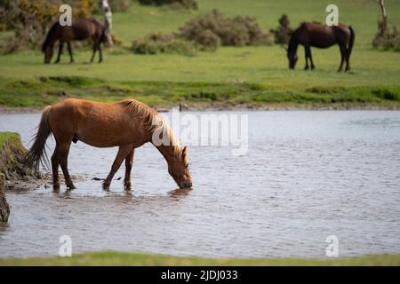 Im Sturtmoor-Teich am Canada Common am Rande des Nationalparks New Forest kühlt ein neuer Waldhengst von der Hitze ab. Stockfoto