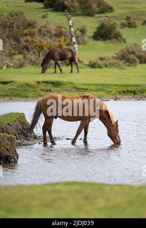 Im Sturtmoor-Teich am Canada Common am Rande des Nationalparks New Forest kühlt ein neuer Waldhengst von der Hitze ab. Stockfoto