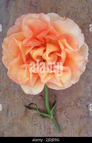 Einzelne blass-orange und creme-rosa Blüte von Rose oder Rosa Sallys, die mit ihrem Stiel auf marmorierten Schiefer mit rosafarbenem Ton liegt Stockfoto