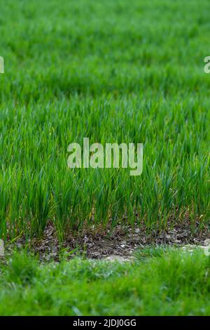 Nahaufnahme von Newley-Pflanzen, die aus dem Boden wachsen und auf einem Farmer-Feld mit Kopierfläche wachsen Stockfoto