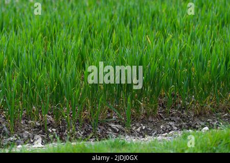 Nahaufnahme von Newley-Pflanzen, die aus dem Boden wachsen und auf einem Farmer-Feld mit Kopierfläche wachsen Stockfoto