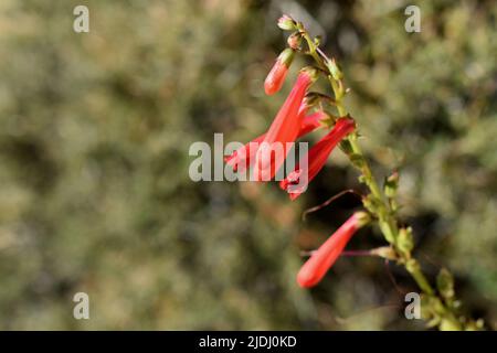 Beard Lip Penstemon auf dem Hermit Trail am Südrand des Grand Canyon National Park Stockfoto