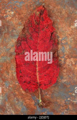 Einzelnes rotes Blatt, das braun wird von breitblättrigen Dock oder Rumex obtusifolius, der auf rostigem Metall liegt Stockfoto