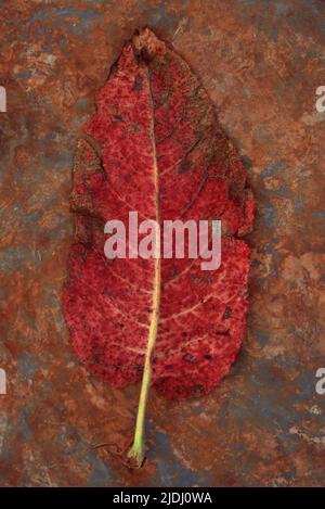 Rückseite eines einzelnen roten Blattes, das sich braun färbt, von breitblättrigen Docks oder Rumex obtusifolius, der auf rostigem Metall liegt Stockfoto