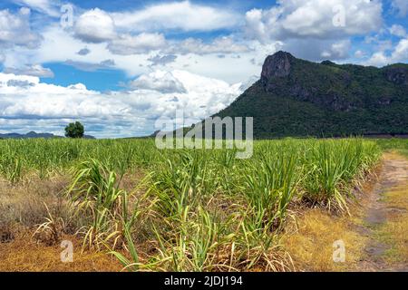 Landschaftsansicht von Zuckerrohrsetzeln in Pflanzfeldern in der Nähe von Bergen in der Landschaft von Thailand. Zuckerrohrfelder und Zuckerrohrsetzlinge wachsen. Klein Stockfoto