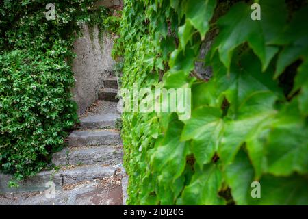 Ivy bedeckte alte Mauern, die zu Treppen in Frankreich führten Stockfoto