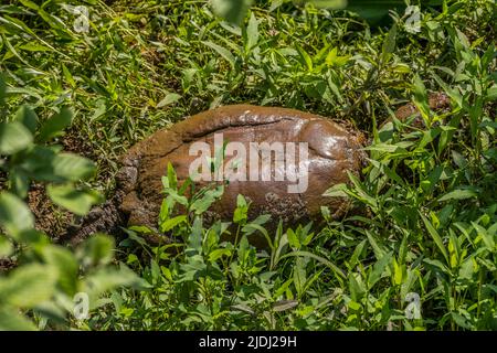 Eine prähistorisch aussehende große, schnappende Schildkröte, die an einem sonnigen Tag im Feuchtgebiet auf dem schlammigen, feuchten Boden aus dem Wasser in die Wasservegetation geht Stockfoto