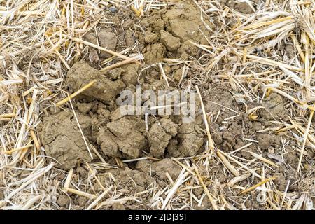 Sehr trockener, rissiger Boden neben einem bewässerten Feld. Besuch auf dem Bauernhof von Frédéric Pagès, Landwirt in Puygaillard-de-Quercy und Präsident des Vereins Syndicale Autorisée d'Irrigation Gouyre / Gagnol / Tordre. Er stellt die Investitionen vor, die er getätigt hat, um Bewässerungswasser mit Unterstützung des Wiederauffüllungsplans zu sparen. Dienstag, 21. Juni 2022. Frankreich, Tarn-et-Garonne. Foto von Patricia Huchot-Boissier/ABACAPRESS.COM Stockfoto