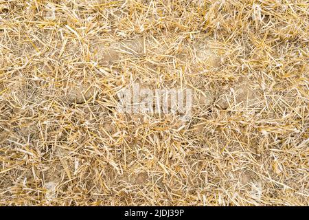 Sehr trockener, rissiger Boden neben einem bewässerten Feld. Besuch auf dem Bauernhof von Frédéric Pagès, Landwirt in Puygaillard-de-Quercy und Präsident des Vereins Syndicale Autorisée d'Irrigation Gouyre / Gagnol / Tordre. Er stellt die Investitionen vor, die er getätigt hat, um Bewässerungswasser mit Unterstützung des Wiederauffüllungsplans zu sparen. Dienstag, 21. Juni 2022. Frankreich, Tarn-et-Garonne. Foto von Patricia Huchot-Boissier/ABACAPRESS.COM Stockfoto