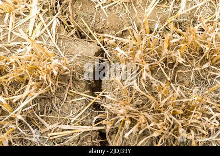 Sehr trockener, rissiger Boden neben einem bewässerten Feld. Besuch auf dem Bauernhof von Frédéric Pagès, Landwirt in Puygaillard-de-Quercy und Präsident des Vereins Syndicale Autorisée d'Irrigation Gouyre / Gagnol / Tordre. Er stellt die Investitionen vor, die er getätigt hat, um Bewässerungswasser mit Unterstützung des Wiederauffüllungsplans zu sparen. Dienstag, 21. Juni 2022. Frankreich, Tarn-et-Garonne. Foto von Patricia Huchot-Boissier/ABACAPRESS.COM Stockfoto