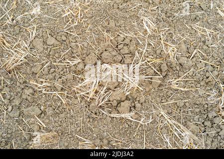 Sehr trockener, rissiger Boden neben einem bewässerten Feld. Besuch auf dem Bauernhof von Frédéric Pagès, Landwirt in Puygaillard-de-Quercy und Präsident des Vereins Syndicale Autorisée d'Irrigation Gouyre / Gagnol / Tordre. Er stellt die Investitionen vor, die er getätigt hat, um Bewässerungswasser mit Unterstützung des Wiederauffüllungsplans zu sparen. Dienstag, 21. Juni 2022. Frankreich, Tarn-et-Garonne. Foto von Patricia Huchot-Boissier/ABACAPRESS.COM Stockfoto