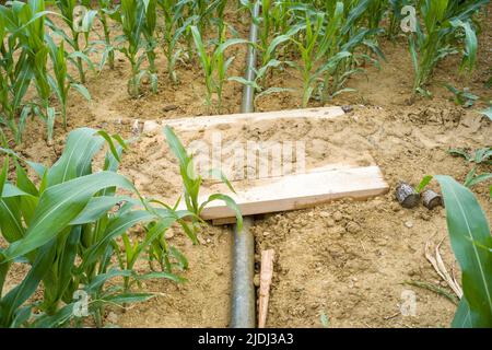 Spuren der Pivot-Bewässerung in einem Maisfeld. Besuch auf dem Bauernhof von Frédéric Pagès, Landwirt in Puygaillard-de-Quercy und Präsident des Vereins Syndicale Autorisée d'Irrigation Gouyre / Gagnol / Tordre. Er stellt die Investitionen vor, die er getätigt hat, um Bewässerungswasser mit Unterstützung des Wiederauffüllungsplans zu sparen. Dienstag, 21. Juni 2022. Frankreich, Tarn-et-Garonne. Foto von Patricia Huchot-Boissier/ABACAPRESS.COM Stockfoto