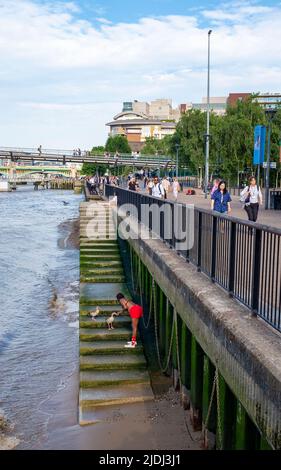 River Thames Views South Bank, London, England Großbritannien - Eine Frau füttert die Gänse auf Stufen hinunter zum Strand entlang der Themse, aufgenommen von Simon Dack Stockfoto