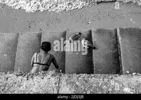 Blick auf die Themse South Bank, London, England Großbritannien - Eine Frau füttert die Gänse auf Stufen hinunter zum Küstenstrand entlang der Themse Stockfoto