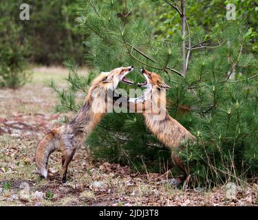 Füchse traben, spielen, kämpfen, feigen, interagieren mit einem Konfliktverhalten in ihrer Umgebung und ihrem Lebensraum mit einem Kiefernbaum. Fuchs Stockfoto