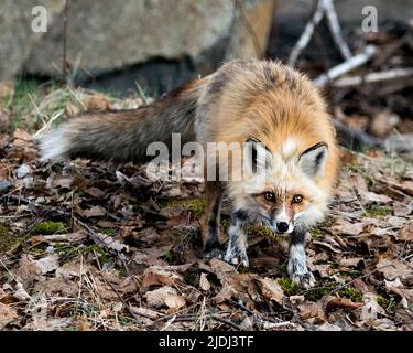 Rote einzigartige Fuchs Nahaufnahme Profil Vorderansicht und Blick auf die Kamera in der Frühjahrssaison in seiner Umgebung und Lebensraum mit unscharfen Hintergrund. Fox Photo. Stockfoto