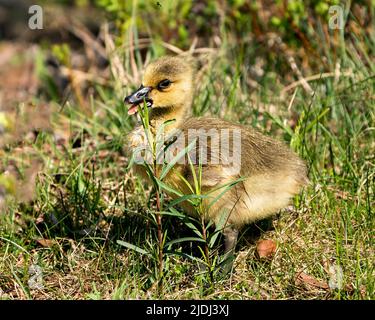 Kanadische Gänseküken Nahaufnahme Profilansicht ruht auf Gras in seiner Umgebung und Lebensraum mit einem offenen Schnabel. Bild „Canada Goose“. Bild. Hochformat Stockfoto