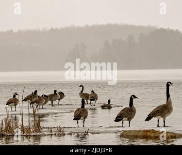 Kanadagänse auf Eiswasser im Frühling mit Nebelkulisse in ihrer Umgebung und Umgebung. Gans. Stockfoto