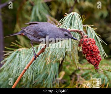 Grauer Catbird Nahaufnahme Profilansicht auf einem Hirschhornzweig mit grauem Federgefieder, Kopf, Auge, Schnabel, Schwanz, Mit einem Waldhintergrund Stockfoto
