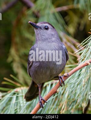 Grauer Catbird Nahaufnahme Profil Ansicht auf einem Baum Zweig thront und zeigt graue Feder Gefieder, Kopf, Auge, Schnabel, Schwanz, Mit einem Waldhintergrund. Stockfoto