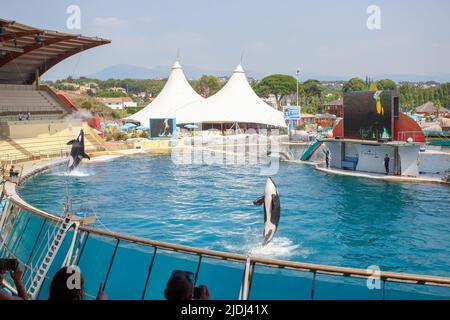 Orcas oder Killerwale in Marineland, Frankreich Stockfoto