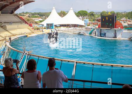 Orcas oder Killerwale in Marineland, Frankreich Stockfoto