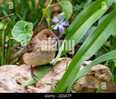 Sperling aus nächster Nähe auf einem Felsen mit Laub und Wildblumen in seiner Umgebung und Umgebung. Haus Brown Sparrow Stockfoto