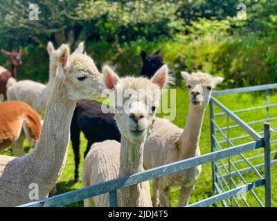 Alpaca ist auf einer Farm in Cornwall Stockfoto