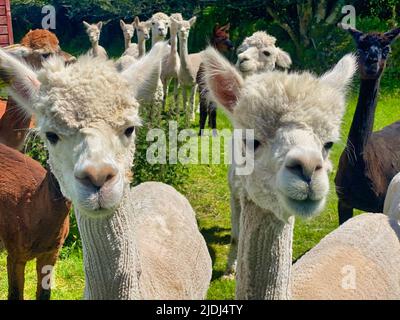 Alpaca ist auf einer Farm in Cornwall Stockfoto