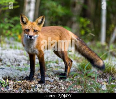 Rotfuchs Nahaufnahme Profil mit verwackelte Wald und Birken Hintergrund in seiner Umgebung und Lebensraum Umgebung und Blick auf die Kamera. Fox-Bild. Stockfoto