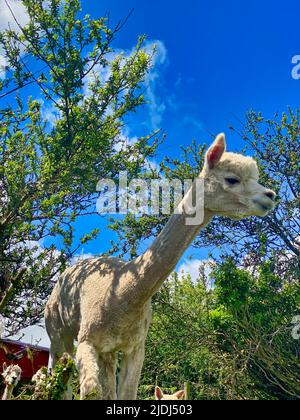 Alpaca ist auf einer Farm in Cornwall Stockfoto