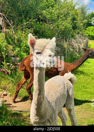 Alpaca ist auf einer Farm in Cornwall Stockfoto