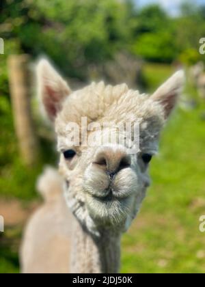 Alpaca ist auf einer Farm in Cornwall Stockfoto