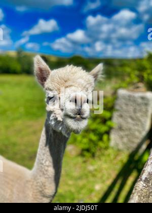 Alpaca ist auf einer Farm in Cornwall Stockfoto