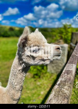 Alpaca ist auf einer Farm in Cornwall Stockfoto