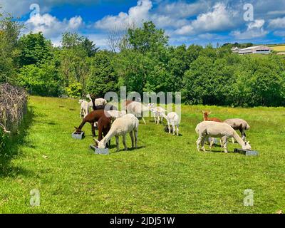 Alpaca ist auf einer Farm in Cornwall Stockfoto