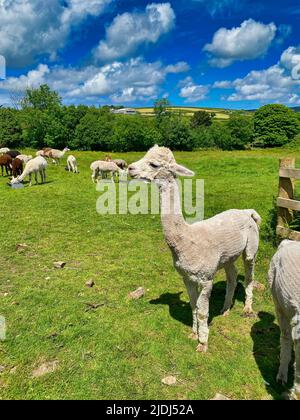 Alpaca ist auf einer Farm in Cornwall Stockfoto